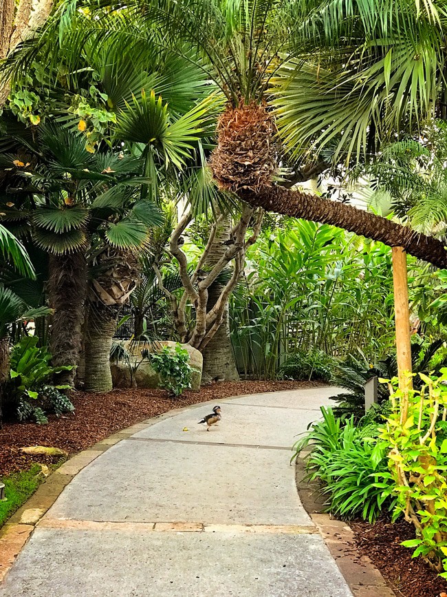 catamaran resort birds